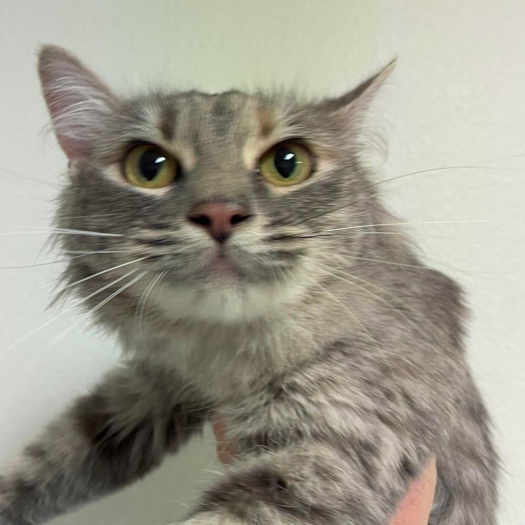 Friendly, an adoptable Domestic Medium Hair in Hemet, CA, 92543 | Photo Image 1