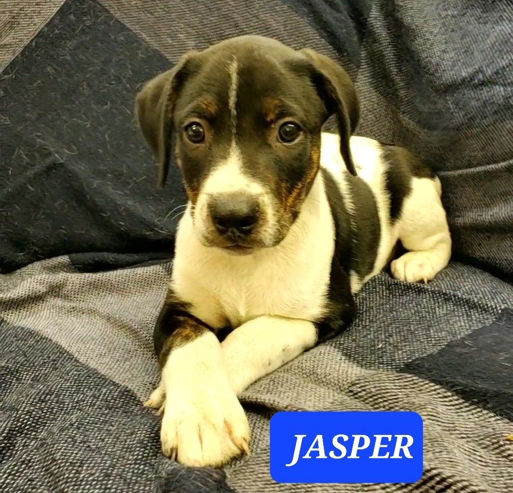 JASPER