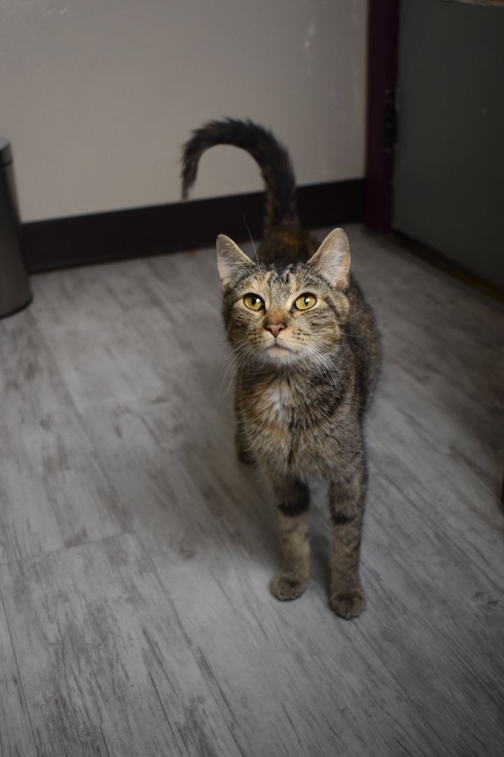 Noodle, an adoptable Domestic Short Hair in Moscow, ID_image-3