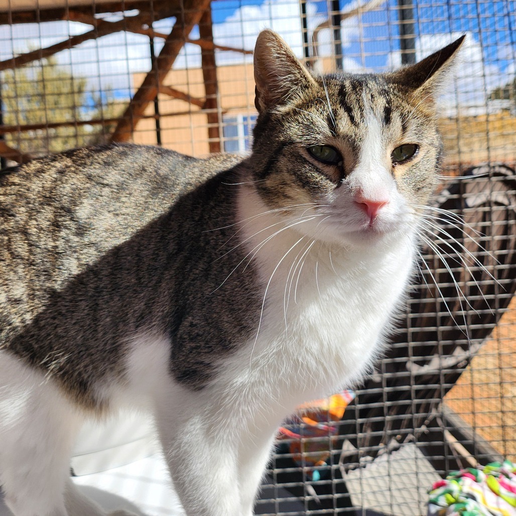 Eldorado, an adoptable Domestic Short Hair in Kanab, UT, 84741 | Photo Image 1