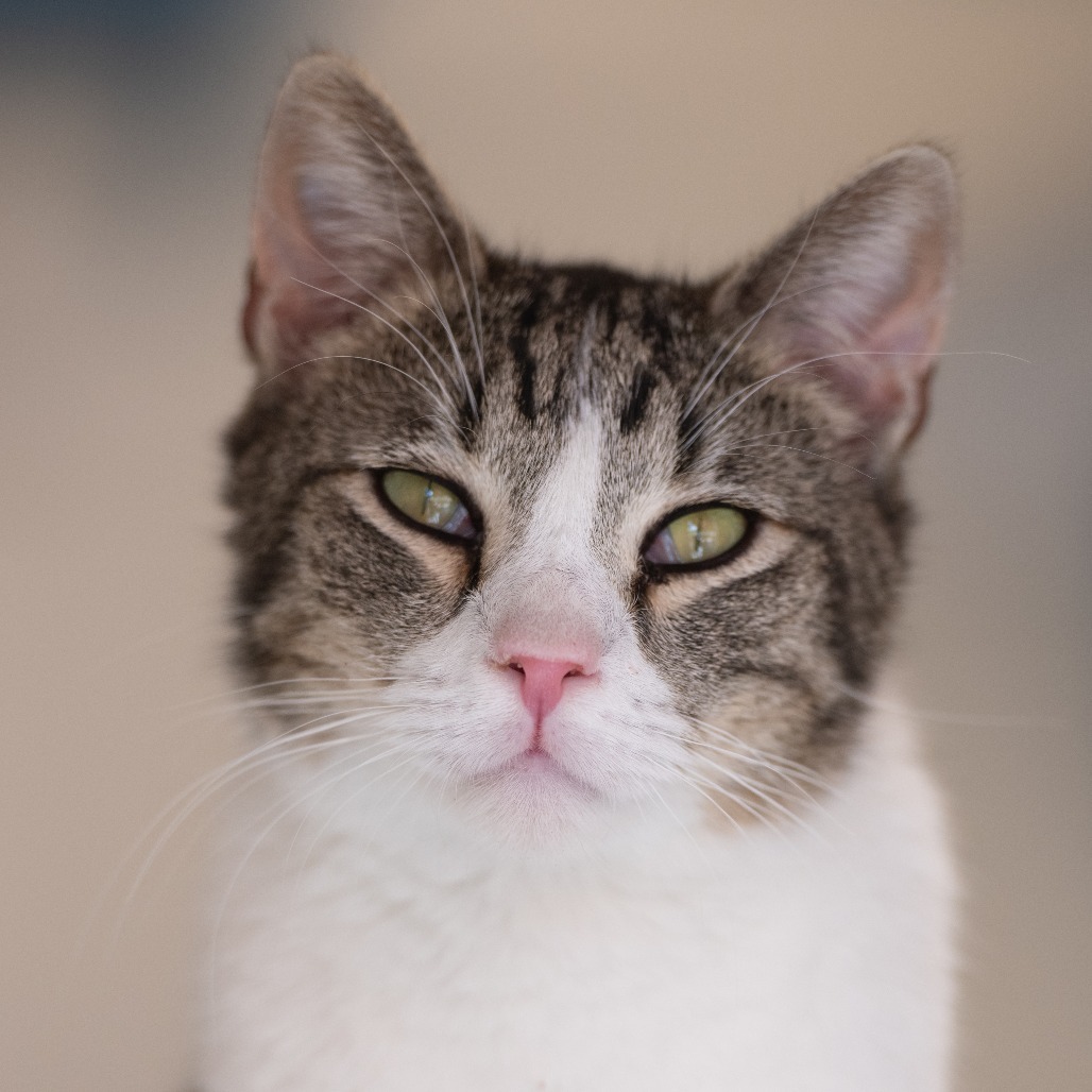 Eldorado, an adoptable Domestic Short Hair in Kanab, UT, 84741 | Photo Image 1