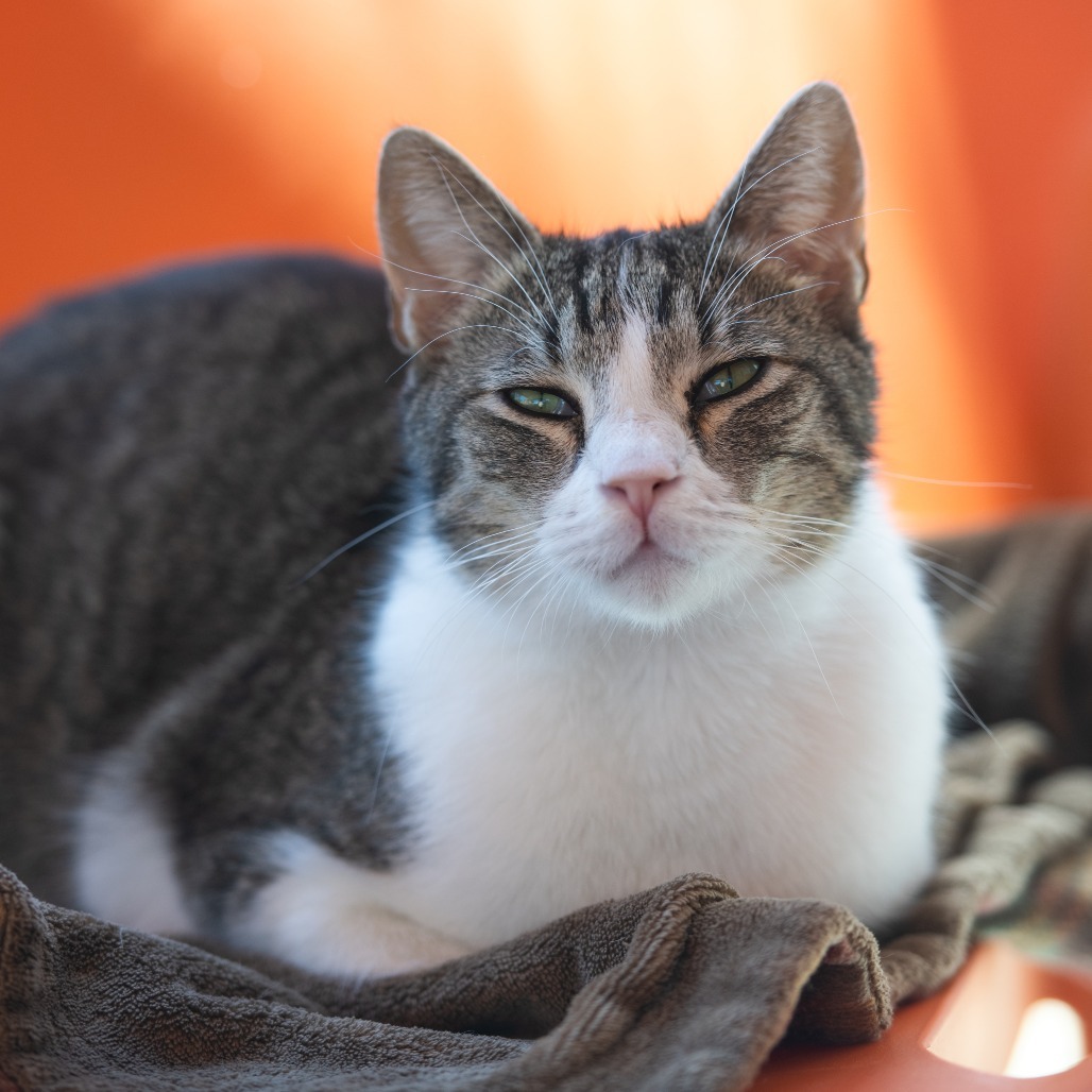 Eldorado, an adoptable Domestic Short Hair in Kanab, UT, 84741 | Photo Image 1
