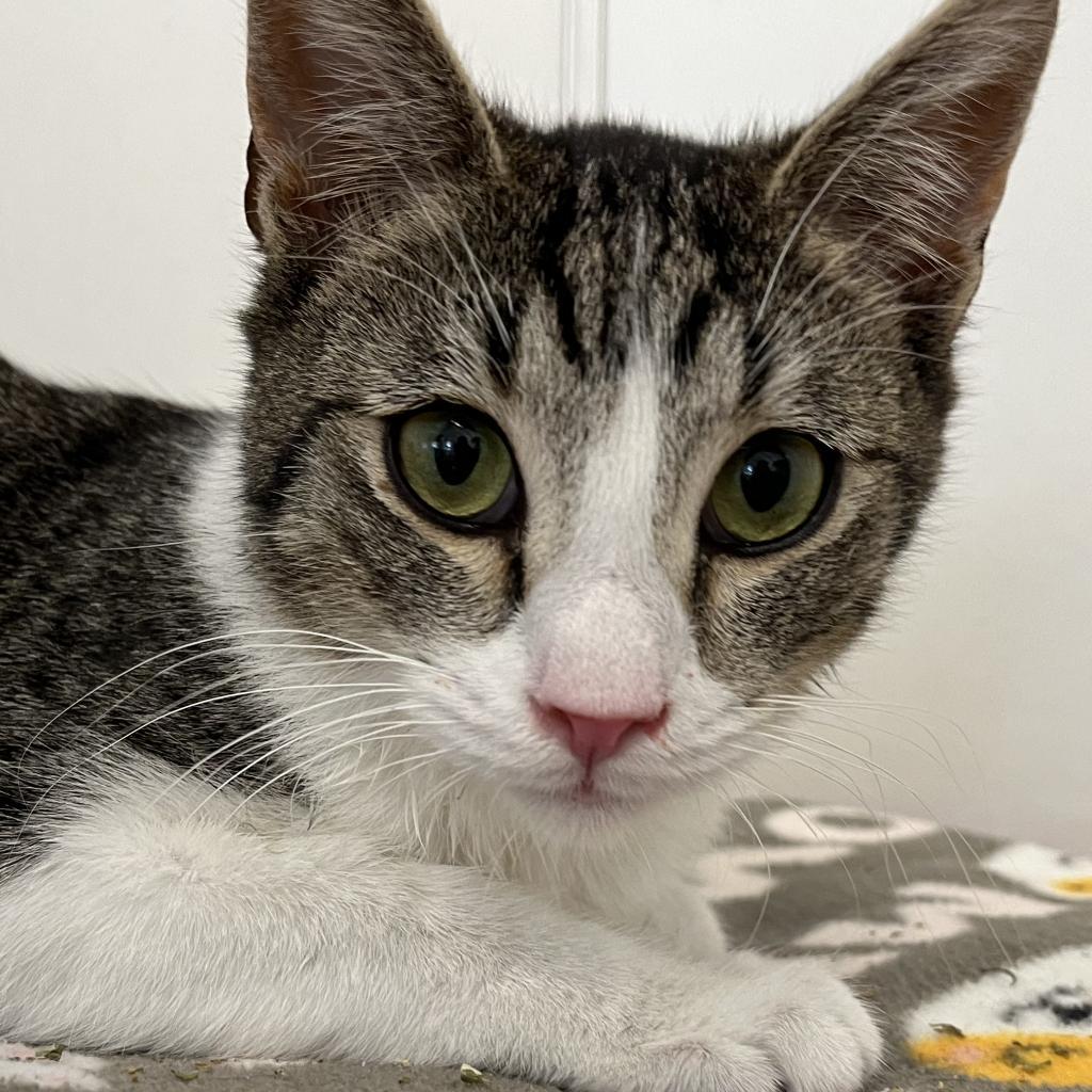 Eldorado, an adoptable Domestic Short Hair in Kanab, UT, 84741 | Photo Image 2