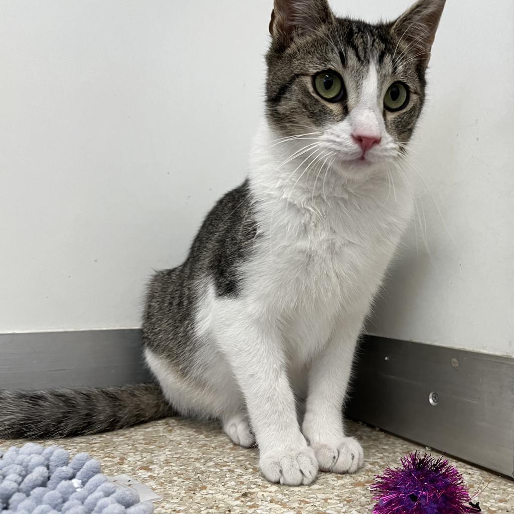 Eldorado, an adoptable Domestic Short Hair in Kanab, UT, 84741 | Photo Image 3