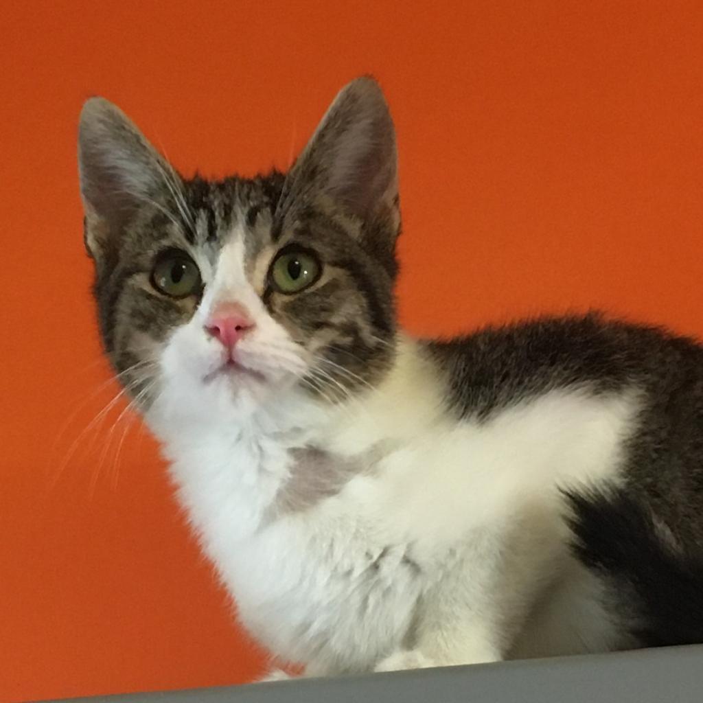 Eldorado, an adoptable Domestic Short Hair in Kanab, UT, 84741 | Photo Image 4