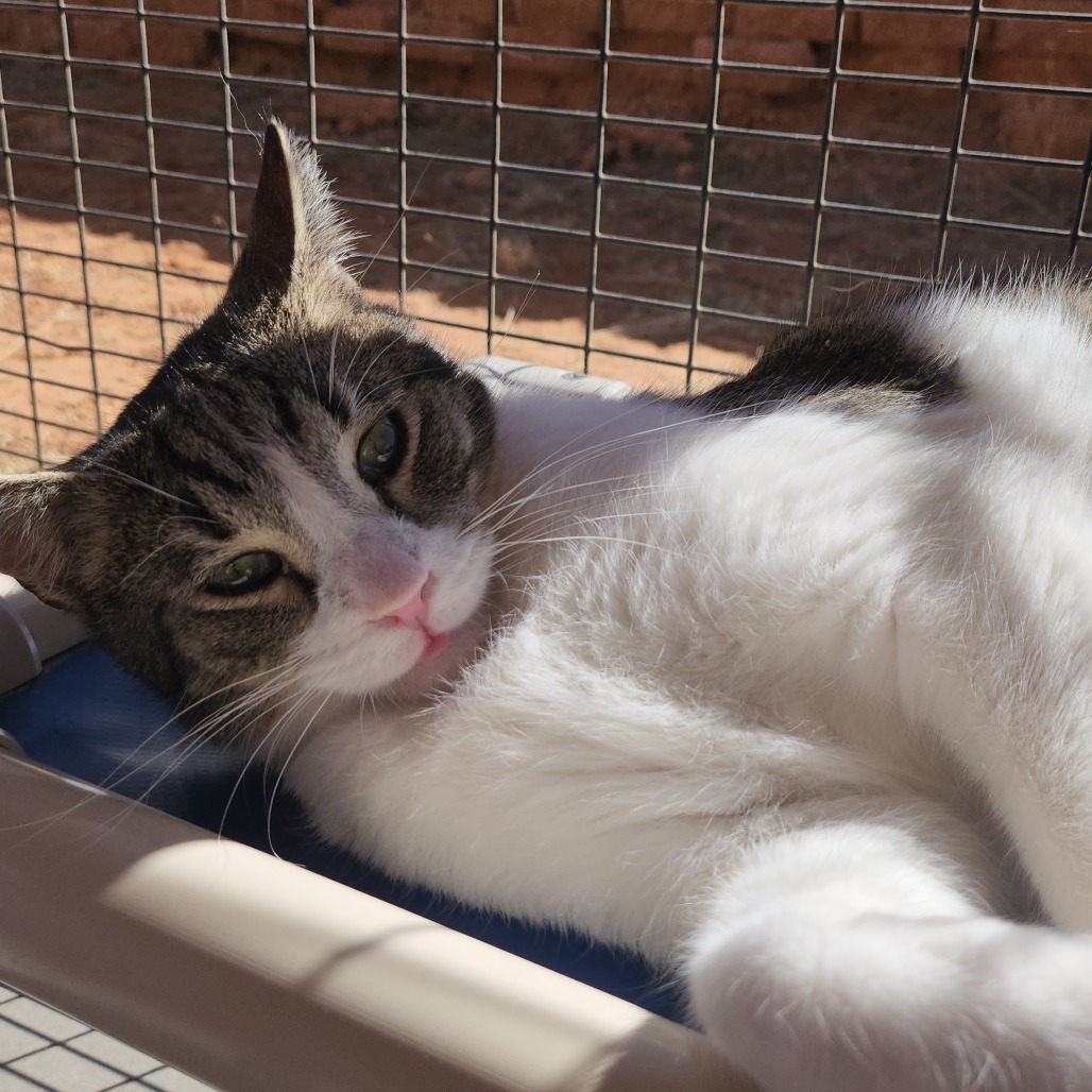Eldorado, an adoptable Domestic Short Hair in Kanab, UT, 84741 | Photo Image 5