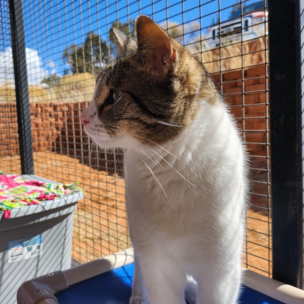 Eldorado, an adoptable Domestic Short Hair in Kanab, UT, 84741 | Photo Image 6