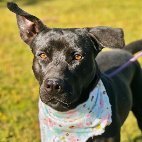 Sadie, an adoptable Black Labrador Retriever in Wadena, MN, 56482 | Photo Image 4