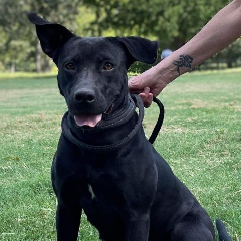 Sadie, an adoptable Black Labrador Retriever in Wadena, MN, 56482 | Photo Image 1