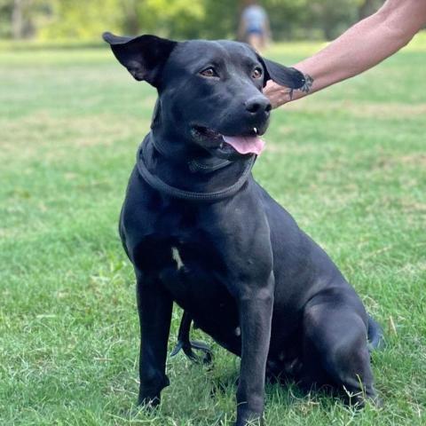 Sadie, an adoptable Black Labrador Retriever in Wadena, MN, 56482 | Photo Image 2