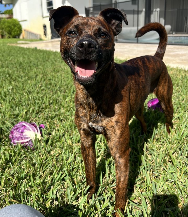 Coco, an adoptable Dachshund & Terrier Mix in Fort Lauderdale, FL_image-1
