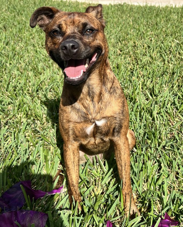 Remy, an adoptable Dachshund & Terrier Mix in Fort Lauderdale, FL_image-2
