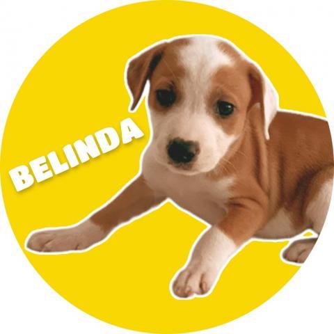 GoGo's Litter: Belinda