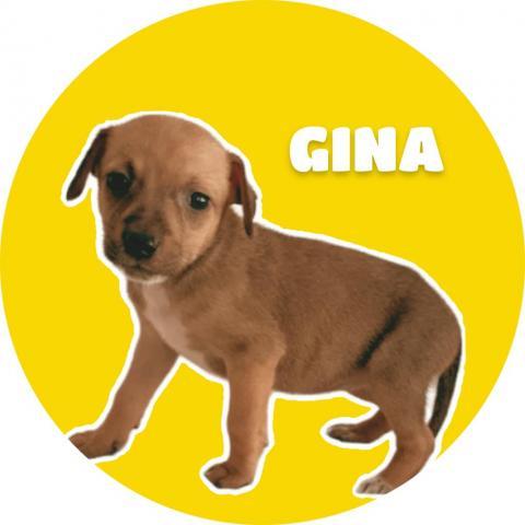 GoGo's Litter: Gina