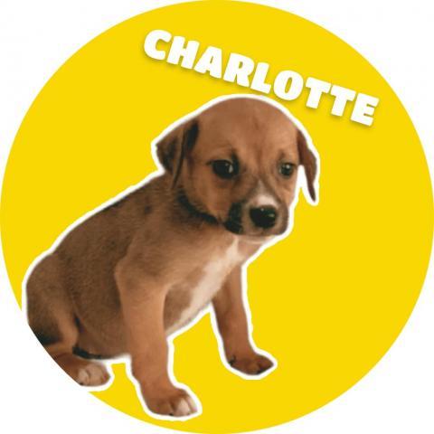 GoGo's Litter: Charlotte