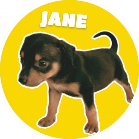 GoGo's Litter: Jane