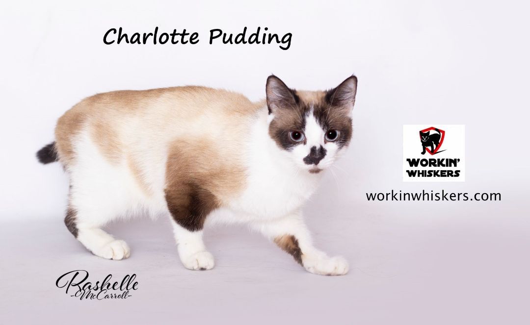 Charlotte Pudding detail page