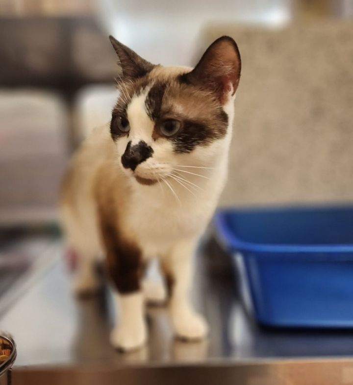 CHARLOTTE PUDDING, an adoptable Snowshoe & Siamese Mix in Murrieta, CA_image-3