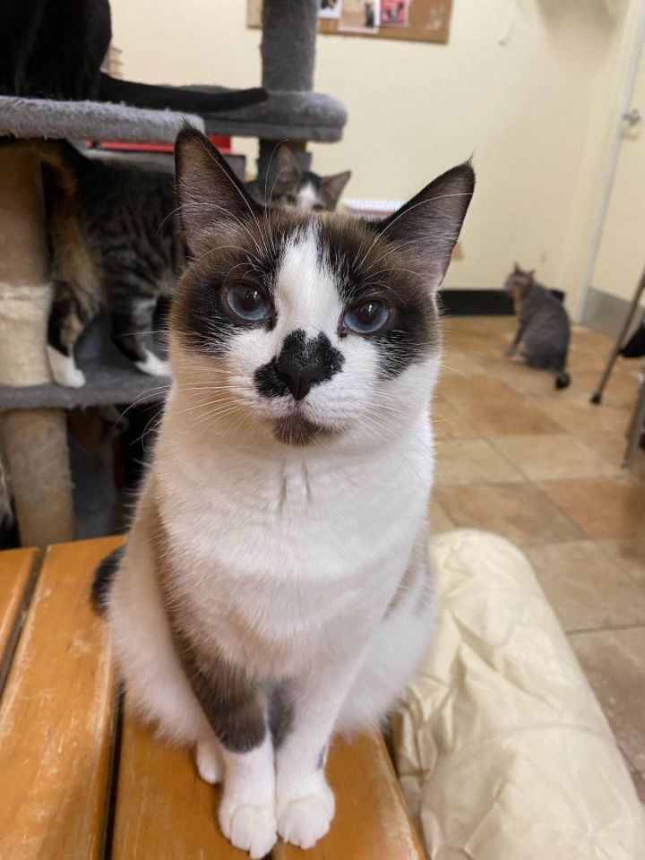 CHARLOTTE PUDDING, an adoptable Snowshoe & Siamese Mix in Murrieta, CA_image-4