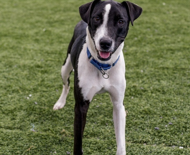 Snoopy, an adoptable Retriever, Border Collie in Dalton, GA, 30721 | Photo Image 1