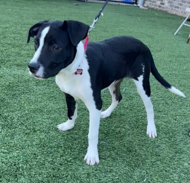 Snoopy, an adoptable Retriever, Border Collie in Dalton, GA, 30721 | Photo Image 2