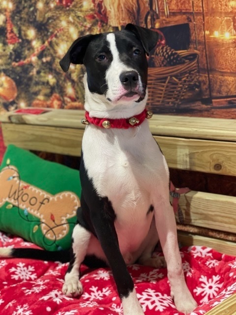 Snoopy, an adoptable Retriever, Border Collie in Dalton, GA, 30721 | Photo Image 3