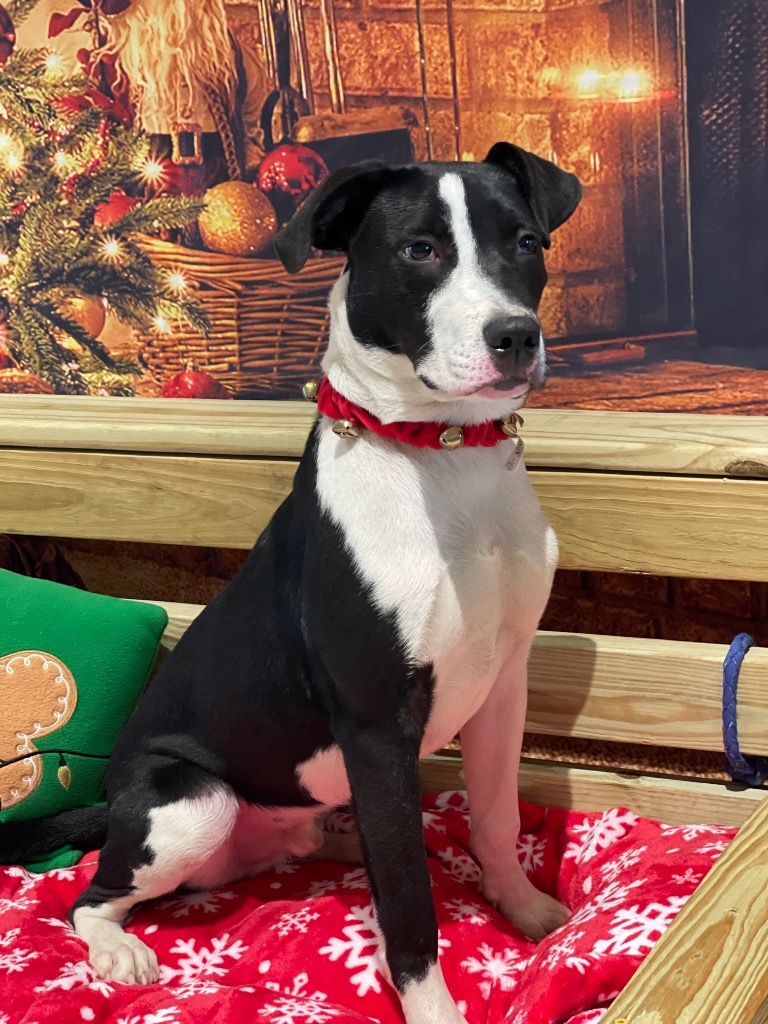 Snoopy, an adoptable Retriever, Border Collie in Dalton, GA, 30721 | Photo Image 4