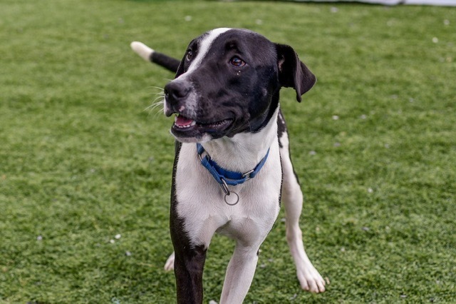 Snoopy, an adoptable Retriever, Border Collie in Dalton, GA, 30721 | Photo Image 5