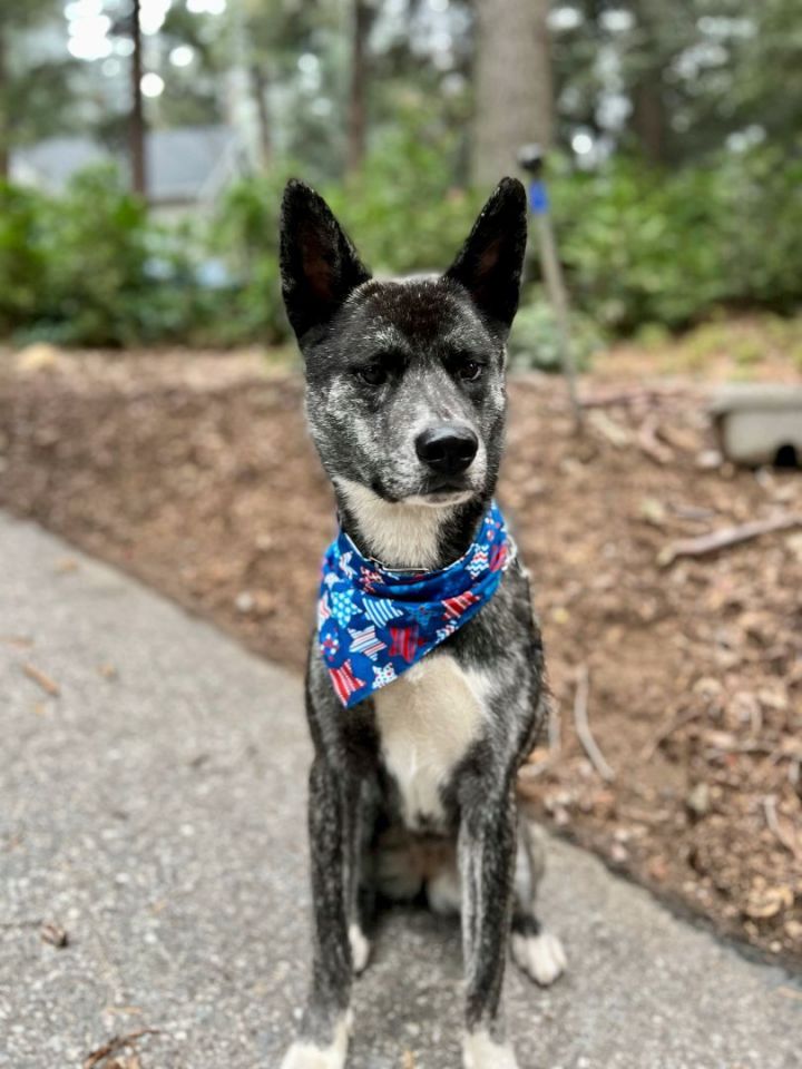 Akita Mix Dogs For Adoption Akita Romoland