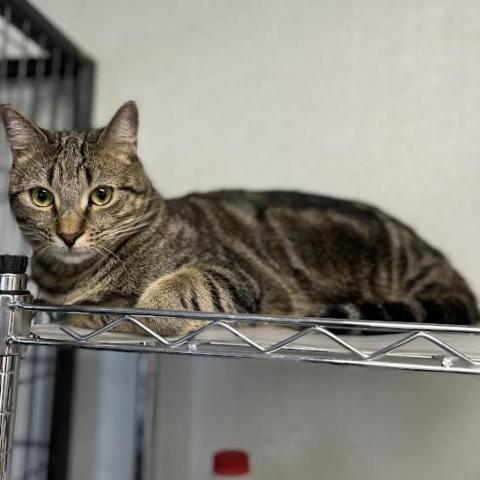 Fender, an adoptable Domestic Short Hair in Fletcher, NC, 28732 | Photo Image 1