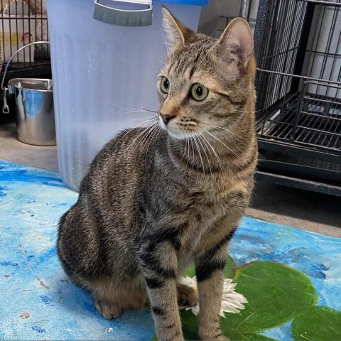 Fender, an adoptable Domestic Short Hair in Fletcher, NC, 28732 | Photo Image 2