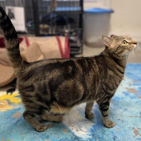 Fender, an adoptable Domestic Short Hair in Fletcher, NC, 28732 | Photo Image 2