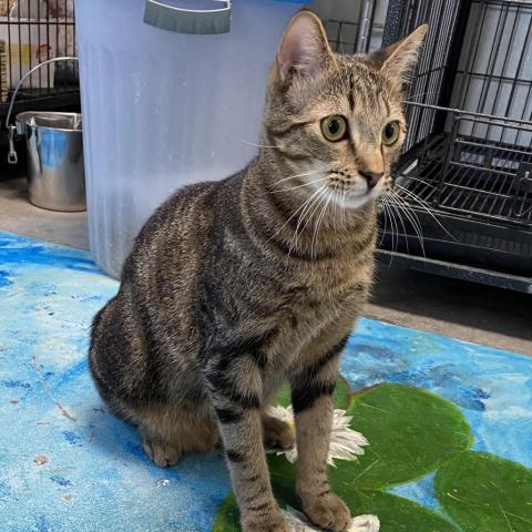 Fender, an adoptable Domestic Short Hair in Fletcher, NC, 28732 | Photo Image 3