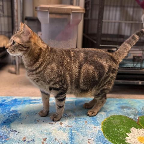 Fender, an adoptable Domestic Short Hair in Fletcher, NC, 28732 | Photo Image 3