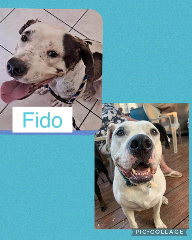 Fido