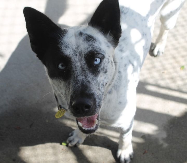 Maggie, an adoptable Australian Cattle Dog / Blue Heeler Mix in Jamestown, CA_image-1