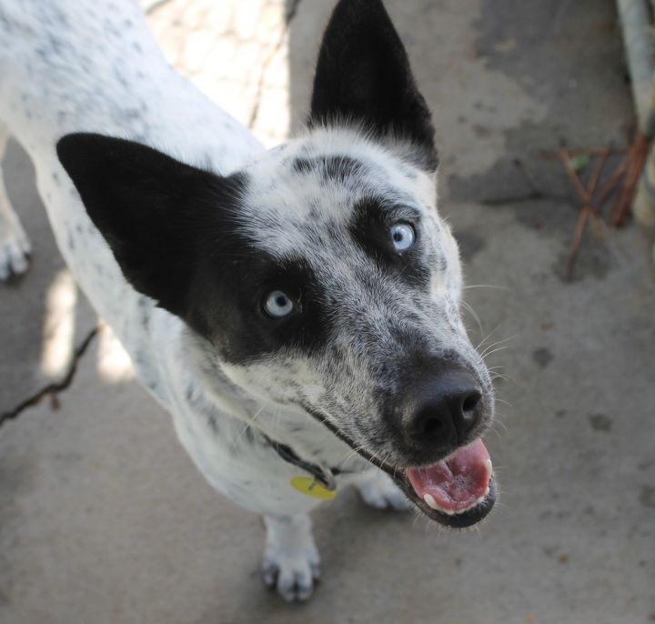 Maggie, an adoptable Australian Cattle Dog / Blue Heeler Mix in Jamestown, CA_image-3