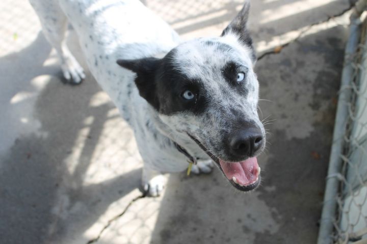 Maggie, an adoptable Australian Cattle Dog / Blue Heeler Mix in Jamestown, CA_image-4