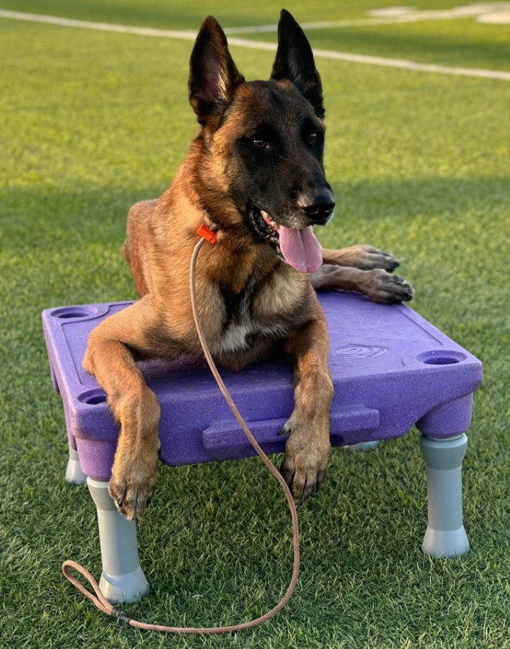 Hendrix - located in Arizona, an adoptable Belgian Shepherd / Malinois in Phoenix, AZ, 85003 | Photo Image 1