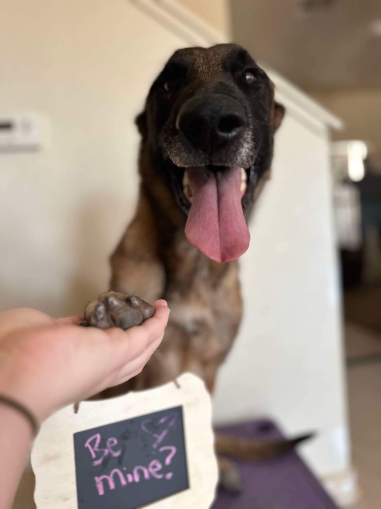 Hendrix - located in Arizona, an adoptable Belgian Shepherd / Malinois in Phoenix, AZ, 85003 | Photo Image 3