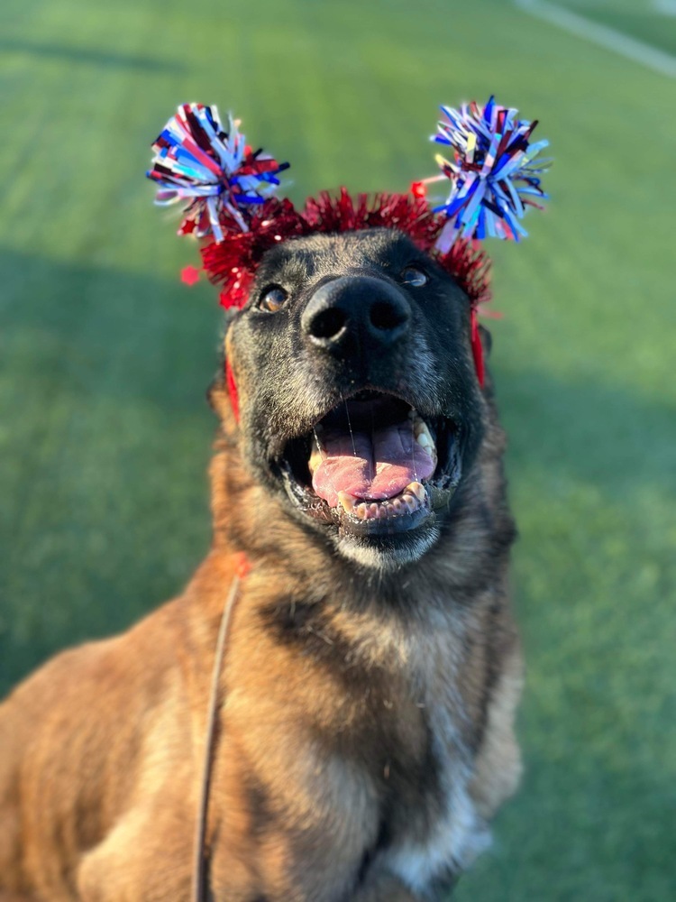 Hendrix - located in Arizona, an adoptable Belgian Shepherd / Malinois in Phoenix, AZ, 85003 | Photo Image 4