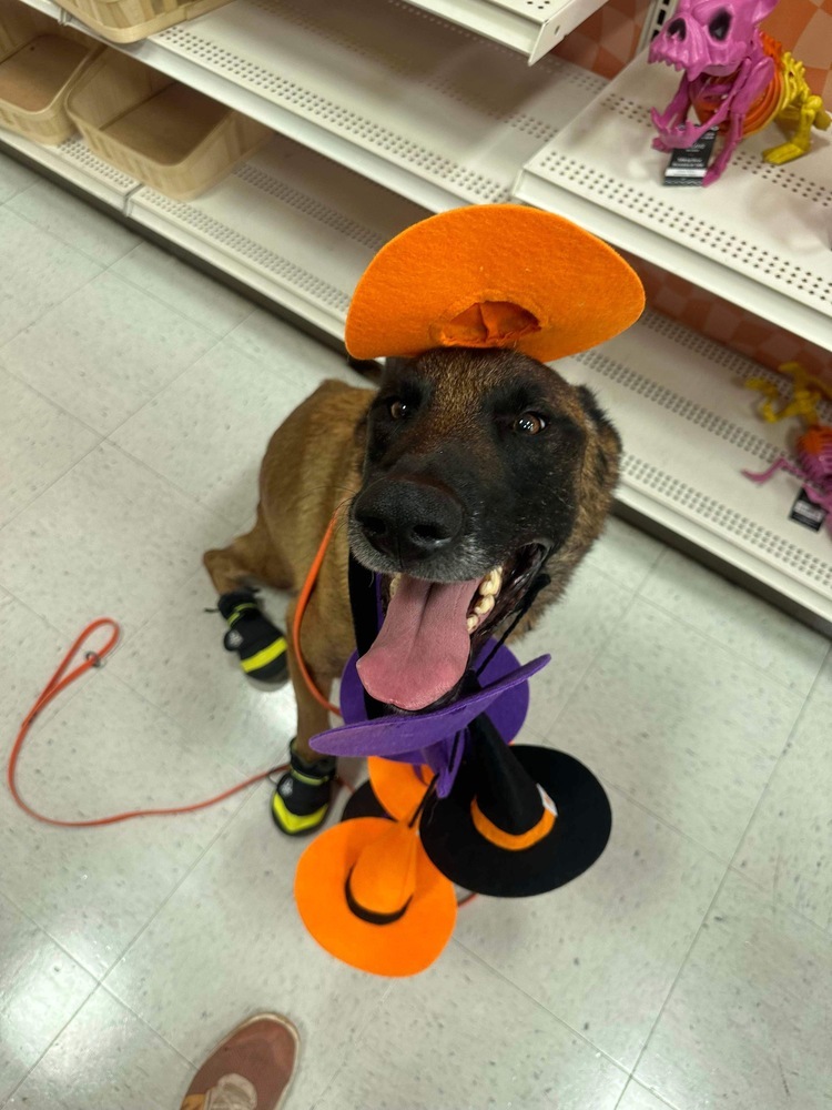 Hendrix - located in Arizona, an adoptable Belgian Shepherd / Malinois in Phoenix, AZ, 85003 | Photo Image 5