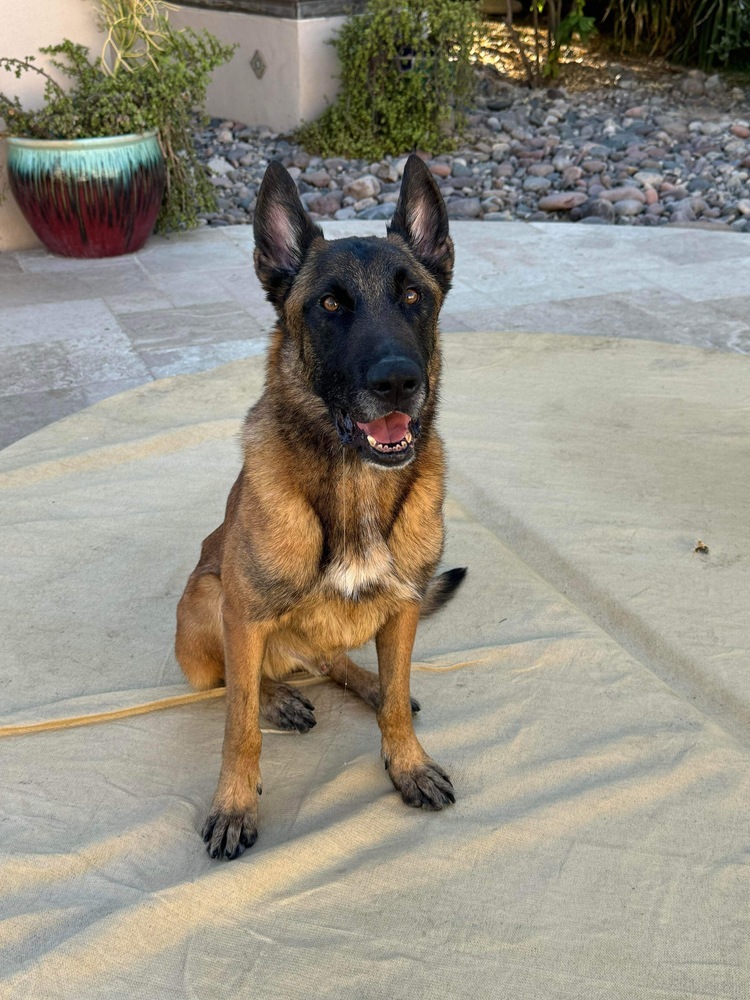 Hendrix - located in Arizona, an adoptable Belgian Shepherd / Malinois in Phoenix, AZ, 85003 | Photo Image 6