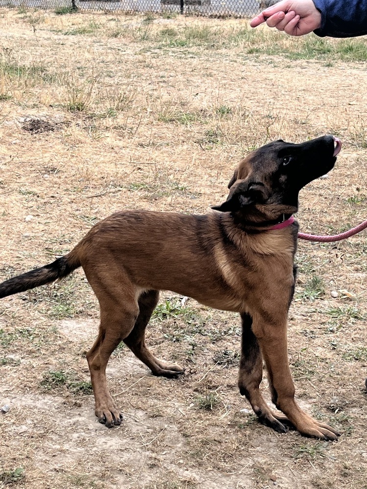 Miss Chloe - Located in Idaho, an adoptable Belgian Shepherd / Malinois, German Shepherd Dog in Imlay City, MI, 48444 | Photo Image 1