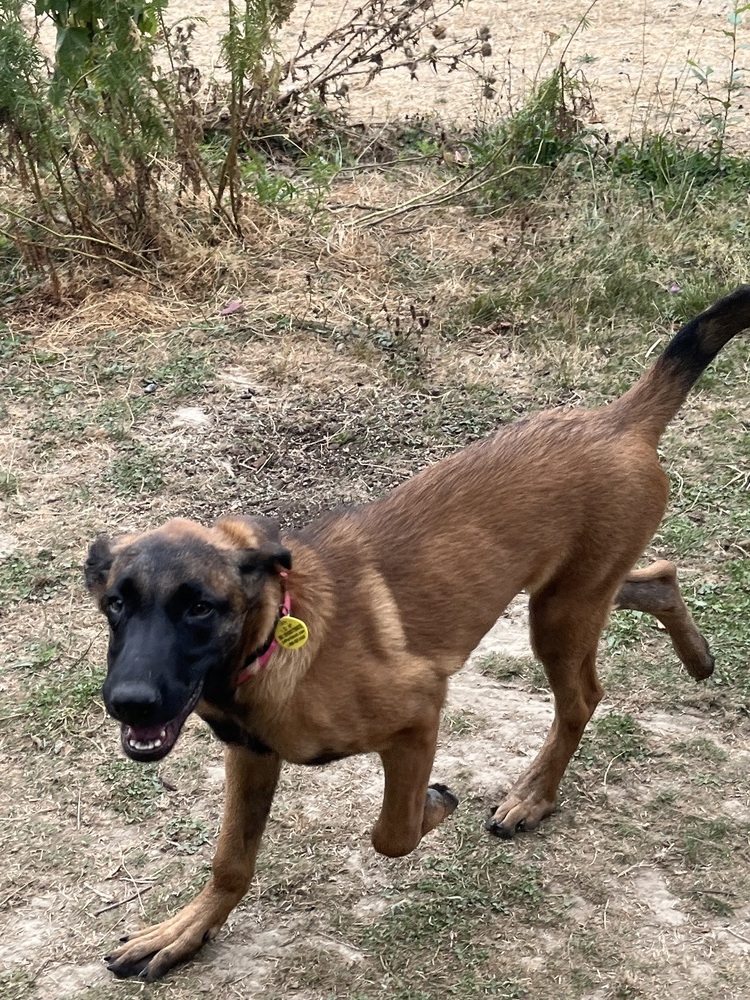 Miss Chloe - Located in Idaho, an adoptable Belgian Shepherd / Malinois, German Shepherd Dog in Imlay City, MI, 48444 | Photo Image 2