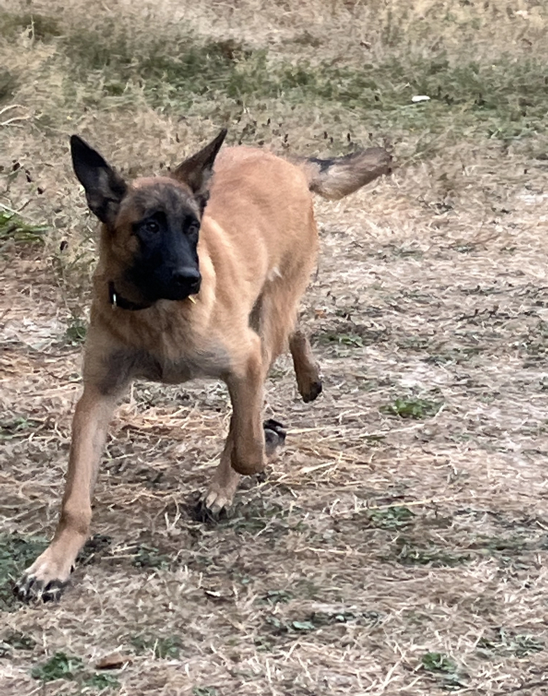 Miss Chloe - Located in Idaho, an adoptable Belgian Shepherd / Malinois, German Shepherd Dog in Imlay City, MI, 48444 | Photo Image 5