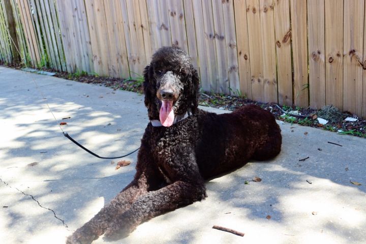 Ryder, an adopted Standard Poodle in Saint Augustine, FL_image-1