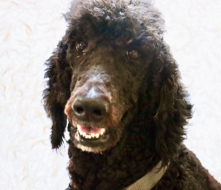 Ryder, an adopted Standard Poodle in Saint Augustine, FL_image-2