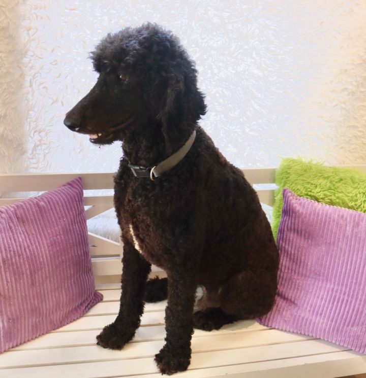 Ryder, an adopted Standard Poodle in Saint Augustine, FL_image-5
