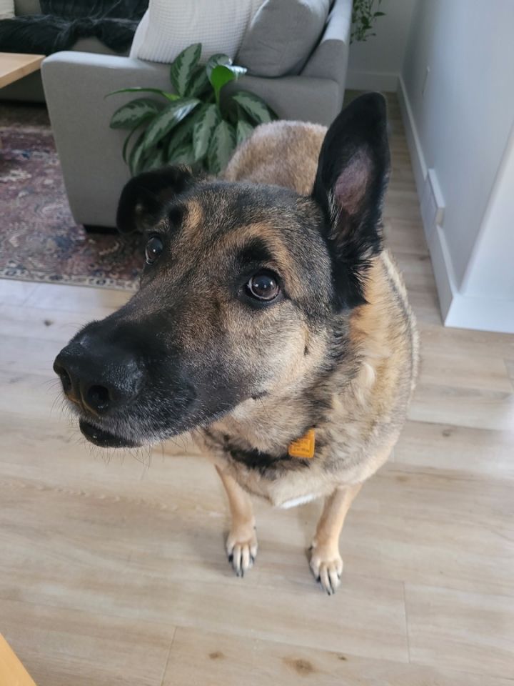 Ralph, an adoptable Mixed Breed in Saskatoon, SK_image-3